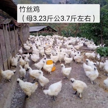 放山散养竹丝鸡，乌鸡，均重3.3~3.4。
