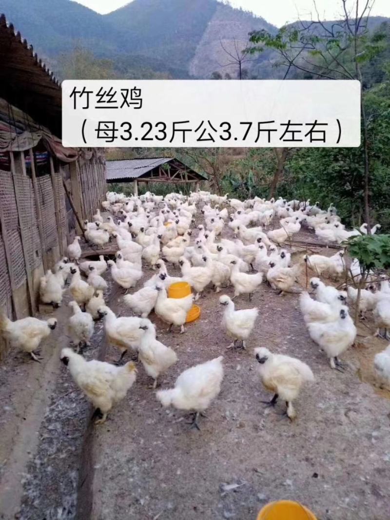 放山散养竹丝鸡，乌鸡，均重3.3~3.4。