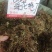 包邮紫花地丁，货物干净漂亮，产地直销，现货供应