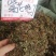 包邮紫花地丁，货物干净漂亮，产地直销，现货供应