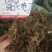 包邮紫花地丁，货物干净漂亮，产地直销，现货供应