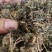 包邮紫花地丁，货物干净漂亮，产地直销，现货供应