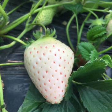 【精选】白草莓草莓苗山东白草莓草莓苗价格包邮