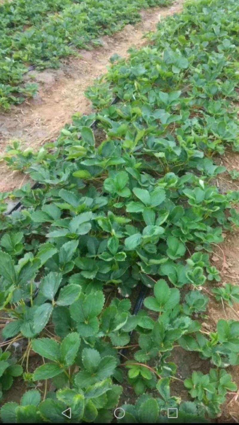 【精选】白草莓草莓苗山东白草莓草莓苗价格包邮