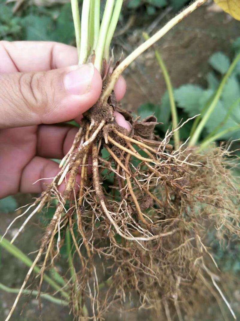 【精选】白草莓草莓苗山东白草莓草莓苗价格包邮