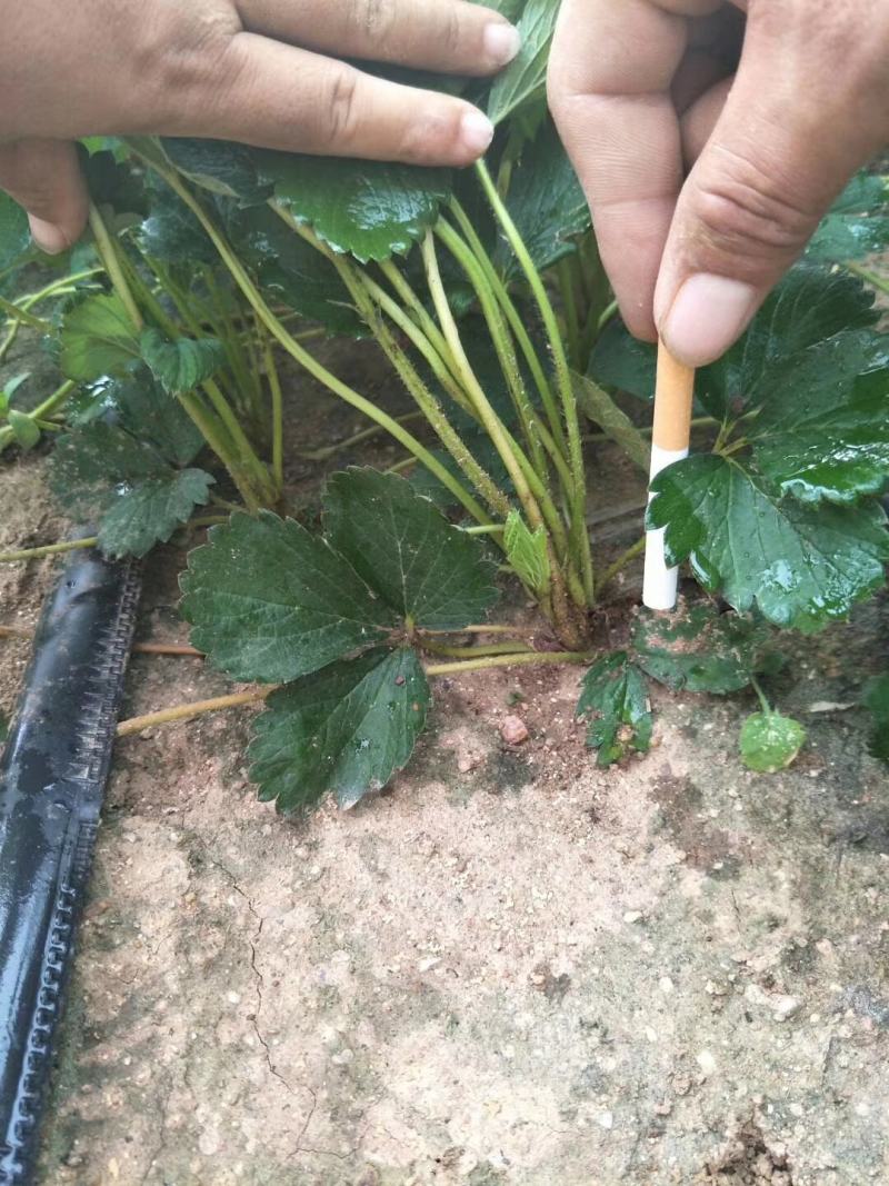 【精选】白草莓草莓苗山东白草莓草莓苗价格包邮
