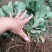 【精选】白草莓草莓苗山东白草莓草莓苗价格包邮