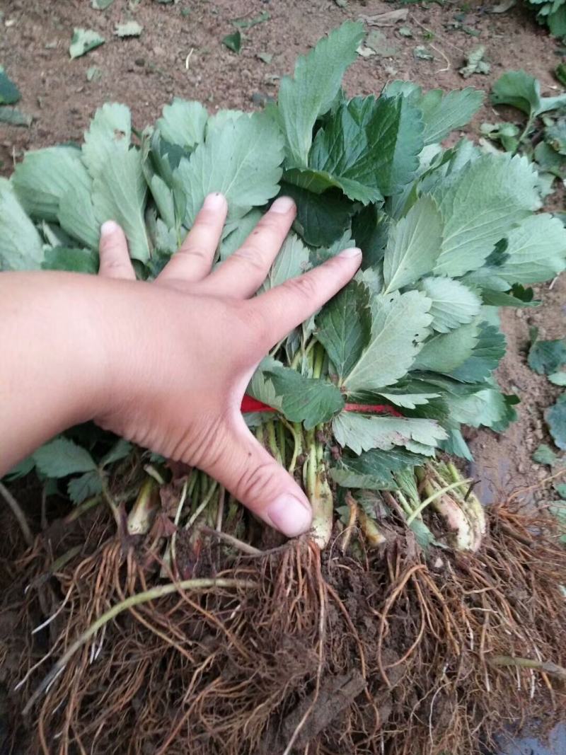 【精选】白草莓草莓苗山东白草莓草莓苗价格包邮