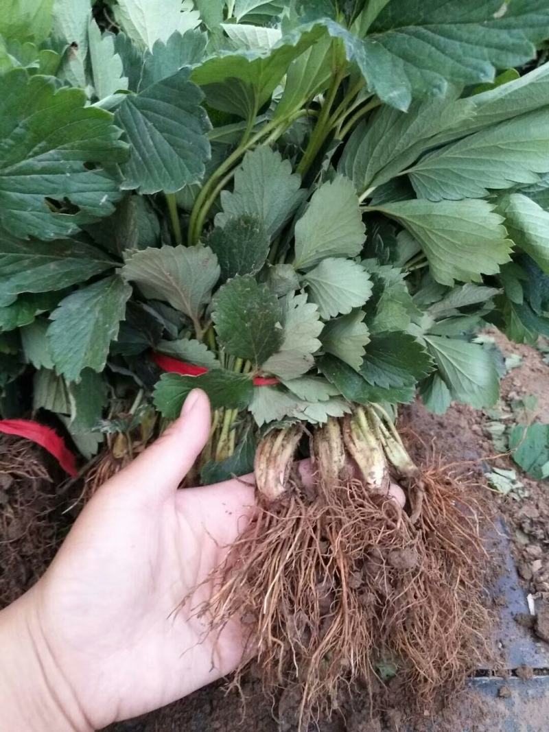 【精选】白草莓草莓苗山东白草莓草莓苗价格包邮