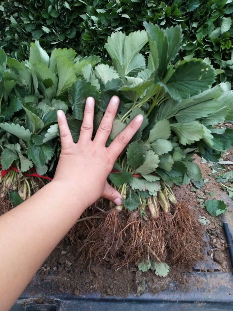 【精选】白草莓草莓苗山东白草莓草莓苗价格包邮