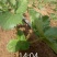 【精选】白草莓草莓苗山东白草莓草莓苗价格包邮