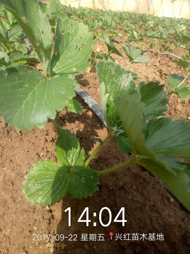 【精选】白草莓草莓苗山东白草莓草莓苗价格包邮