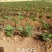 【精选】白草莓草莓苗山东白草莓草莓苗价格包邮