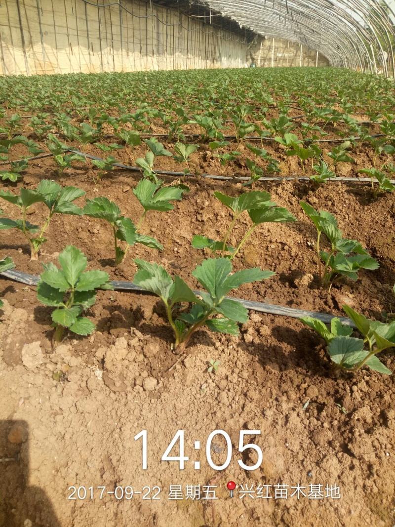 【精选】白草莓草莓苗山东白草莓草莓苗价格包邮