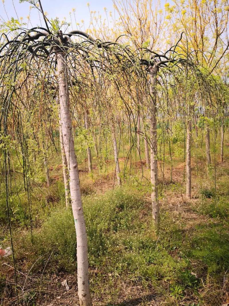 垂枝槐价格，龙爪槐基地，倒槐基地视频看货