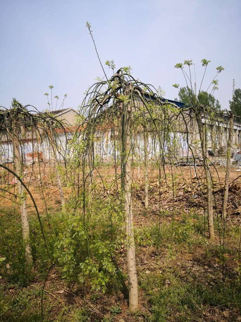 垂枝槐价格，龙爪槐基地，倒槐基地视频看货