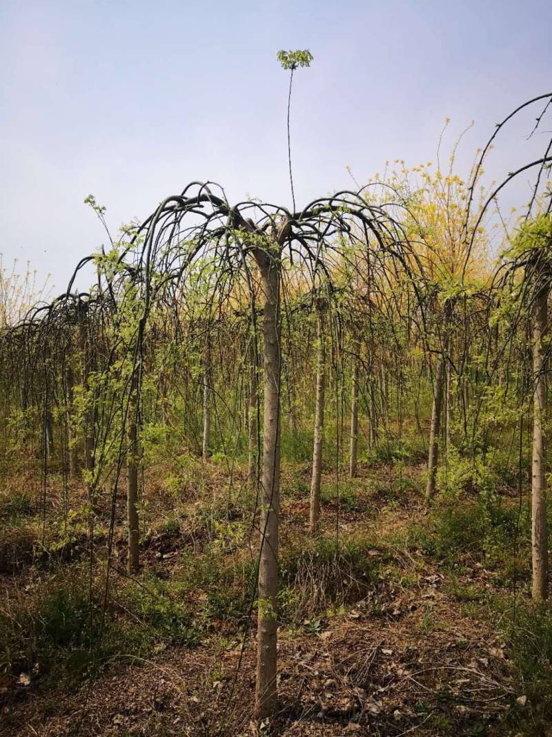 垂枝槐价格，龙爪槐基地，倒槐基地视频看货