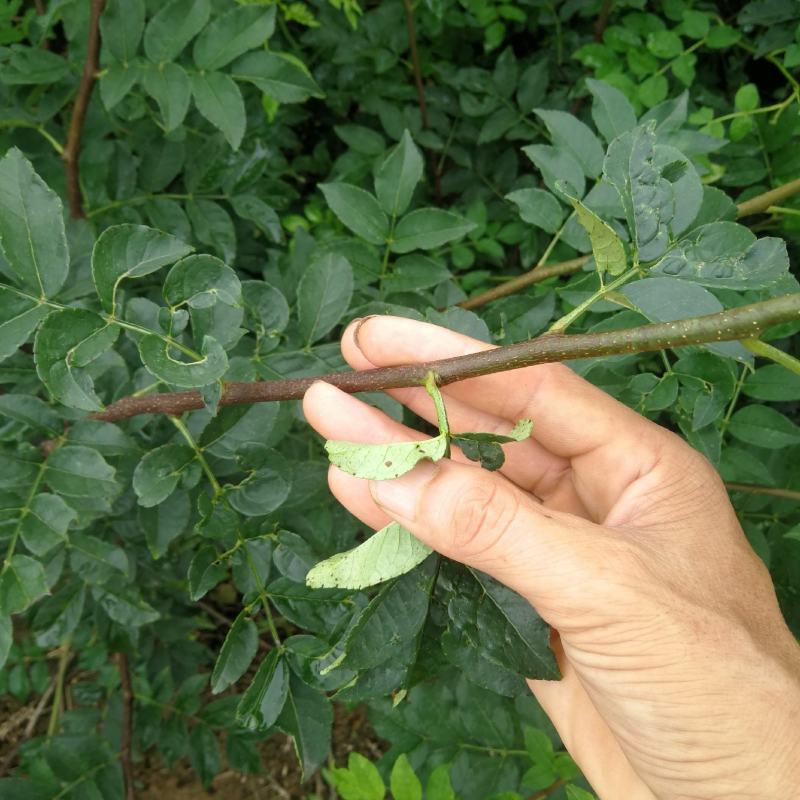 无刺花椒苗，无刺伏椒，当年挂果，签质保合同，产量高
