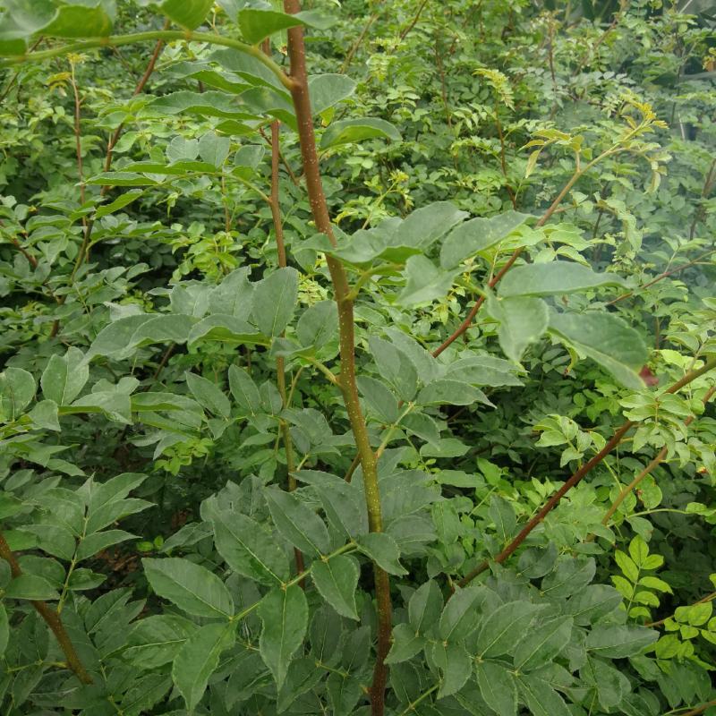 无刺花椒苗，无刺伏椒，当年挂果，签质保合同，产量高