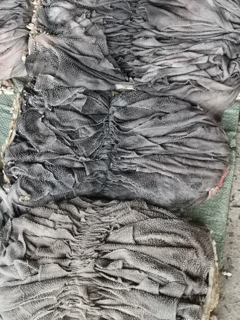 牛百叶，毛肚，成色好，个大，纯干鲜货长期批发，可发样品