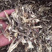 精选鹿茸菌（品质保证放心购买一件代发）250g