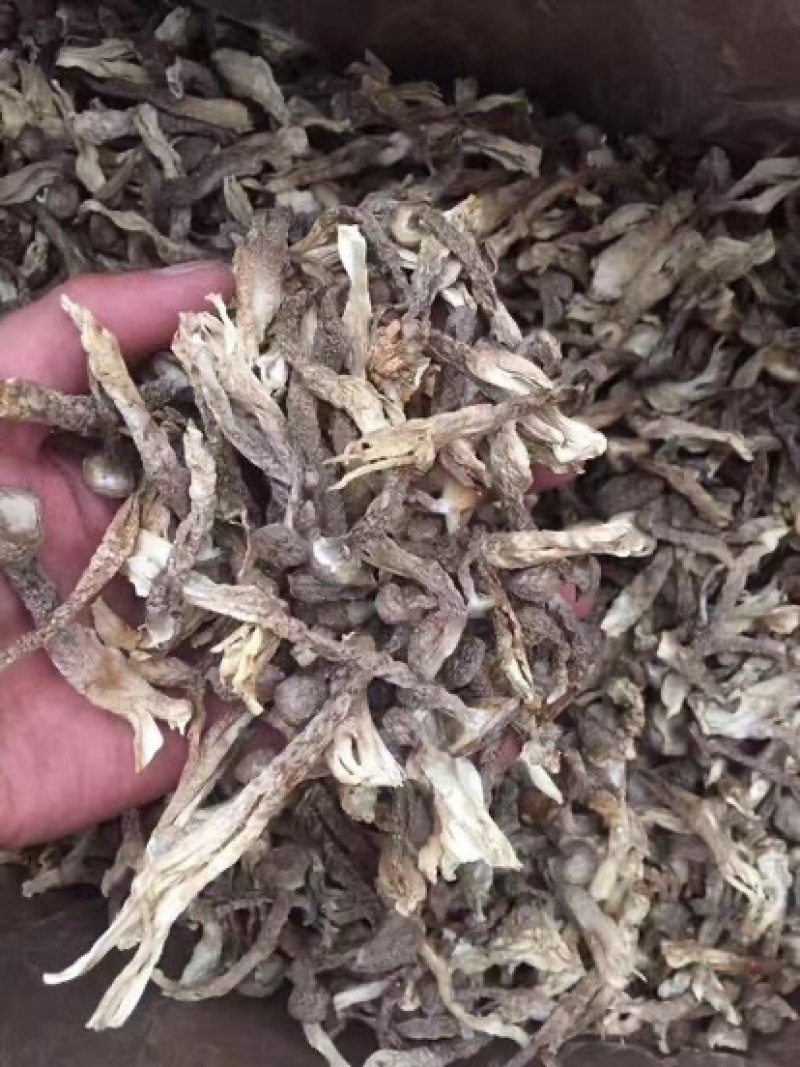精选鹿茸菌（品质保证放心购买一件代发）250g