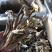 精选鹿茸菌（品质保证放心购买一件代发）250g