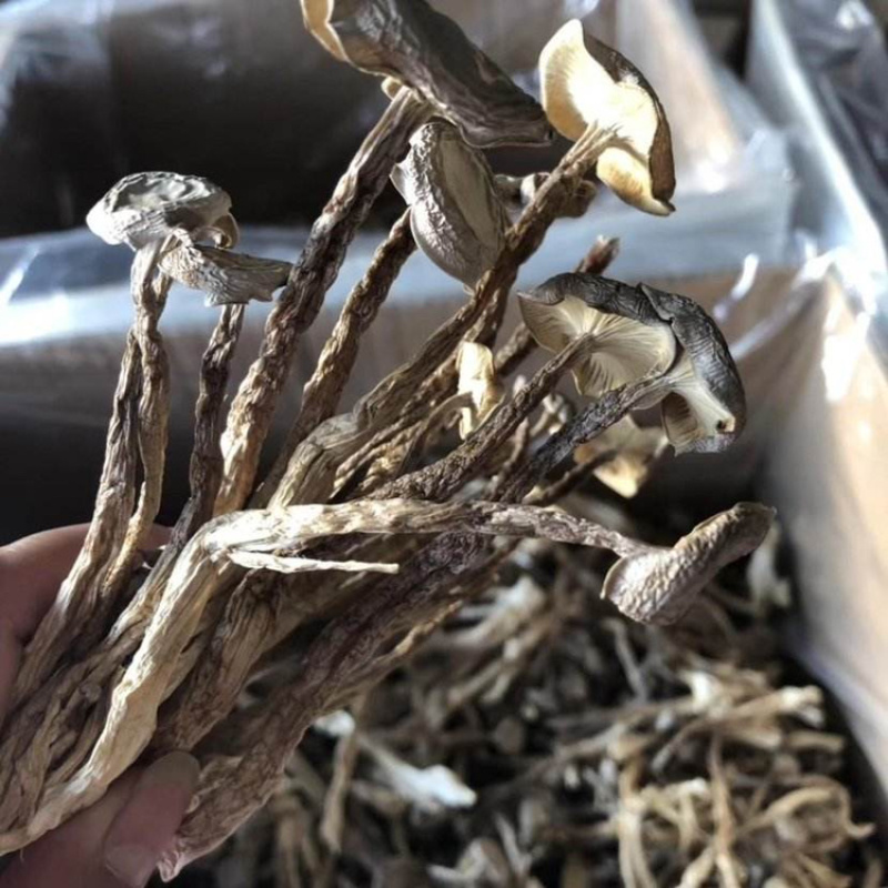 精选鹿茸菌（品质保证放心购买一件代发）250g