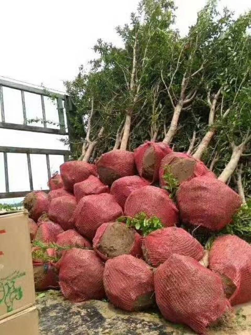 1年生石榴树苗2公分3公分软籽石榴树苗4公分泰山红石榴树