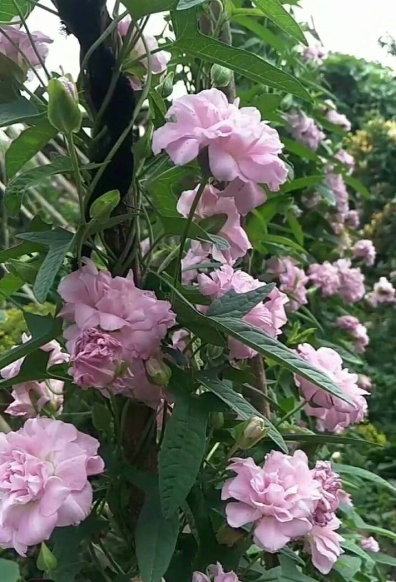 缠枝牡丹繁殖根段一个1.2元huboxiangqiu