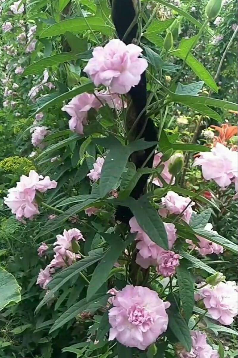 缠枝牡丹繁殖根段一个1.2元huboxiangqiu