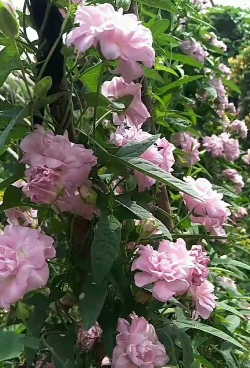缠枝牡丹繁殖根段一个1.2元huboxiangqiu
