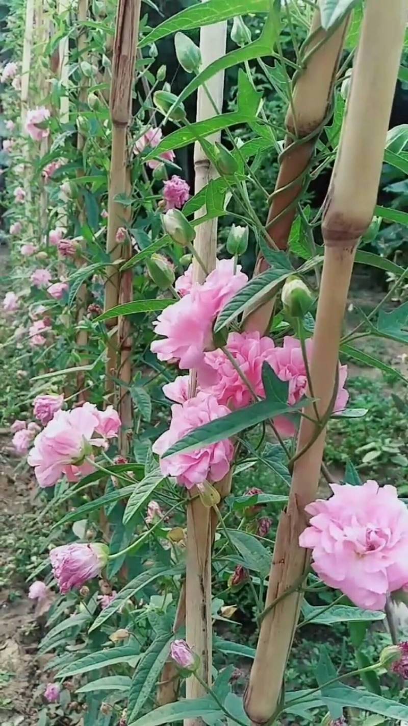 缠枝牡丹繁殖根段一个1.2元huboxiangqiu