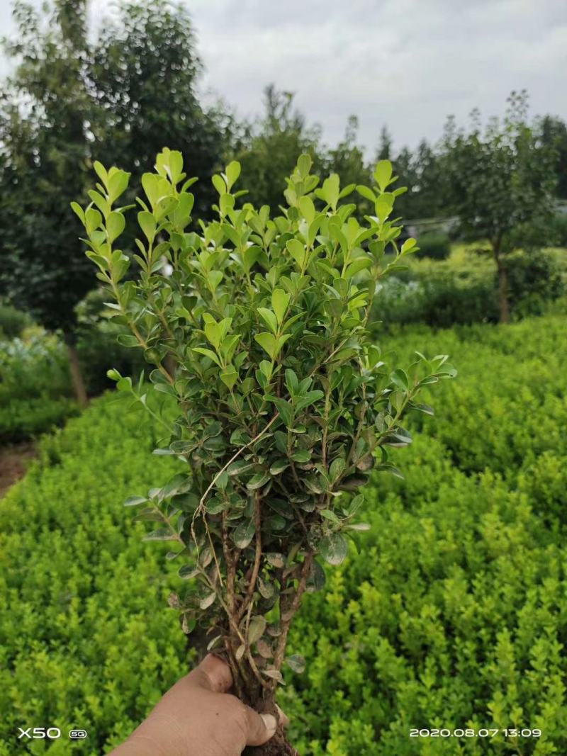 庭院绿篱植物造型树小叶黄杨球瓜子黄杨球盆景四季长青冬青