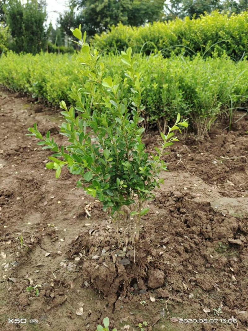 庭院绿篱植物造型树小叶黄杨球瓜子黄杨球盆景四季长青冬青