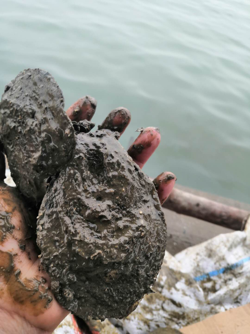 湛江生蚝。现货供应。现在长期都有