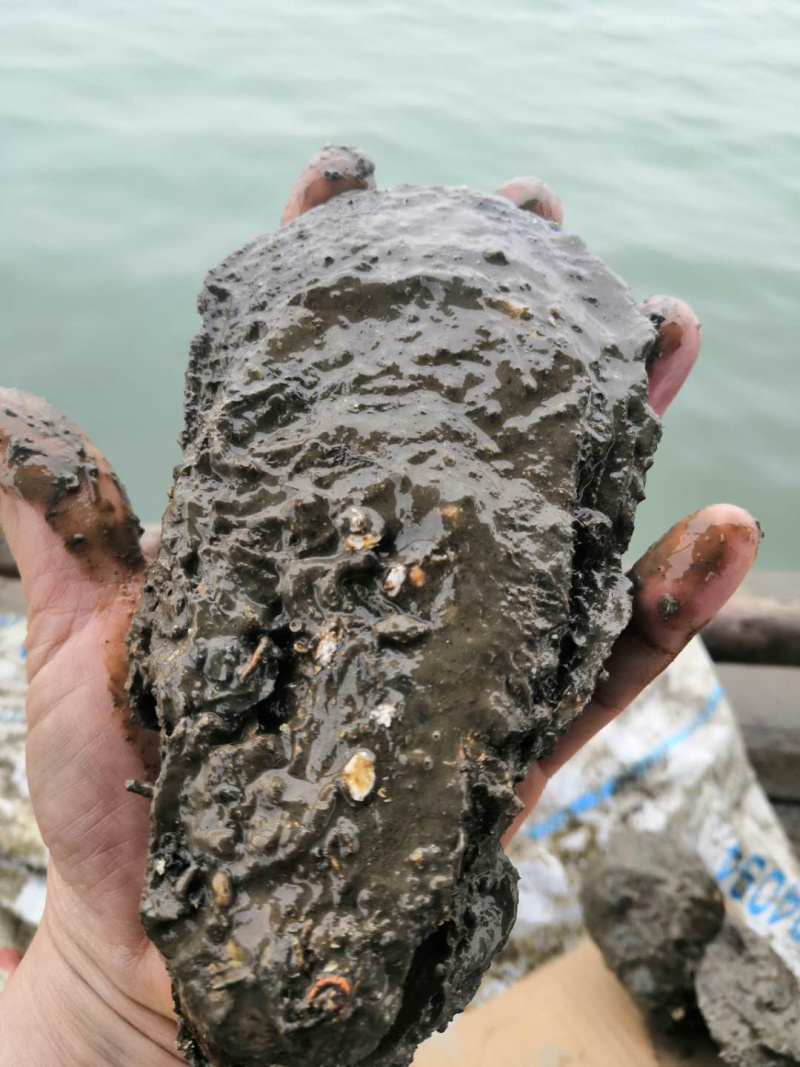 湛江生蚝。现货供应。现在长期都有