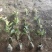 红叶石楠苗庭院绿化苗木园林绿化红叶石楠树苗庭院植物