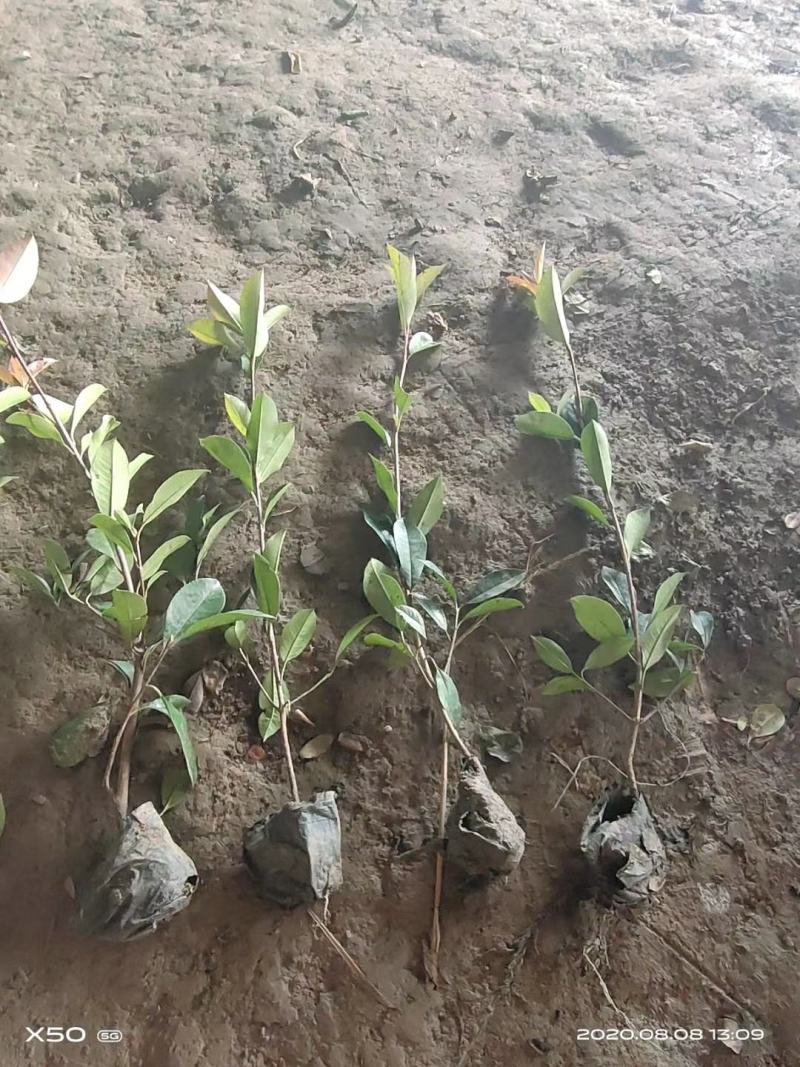 红叶石楠苗庭院绿化苗木园林绿化红叶石楠树苗庭院植物