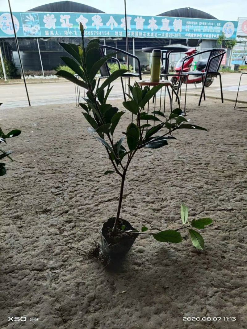 红叶石楠苗庭院绿化苗木园林绿化红叶石楠树苗庭院植物
