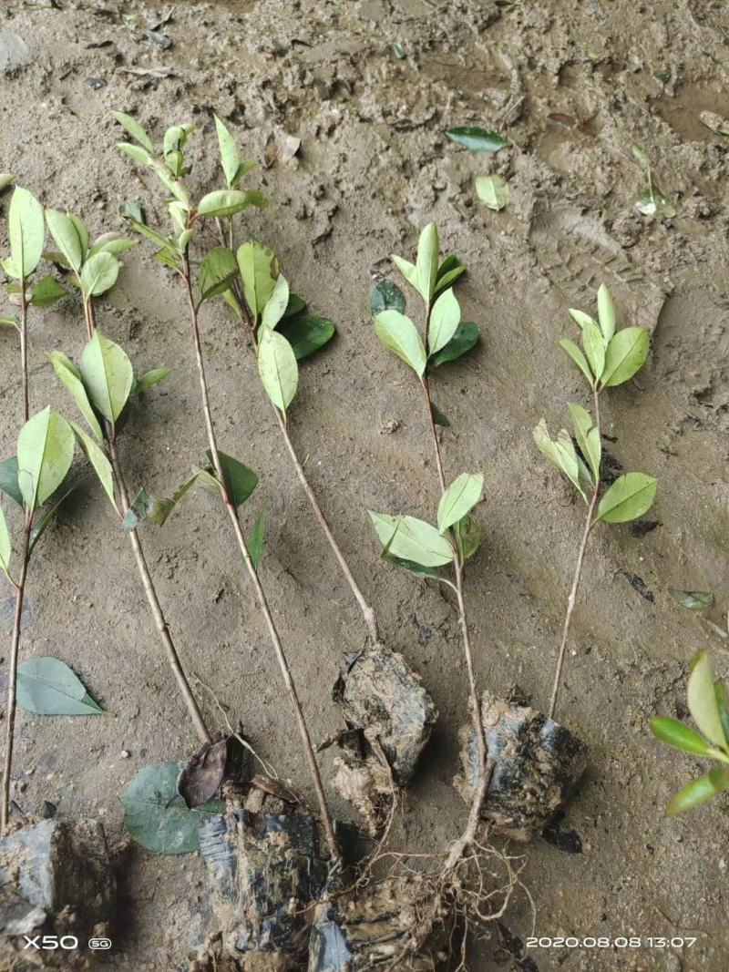 红叶石楠苗庭院绿化苗木园林绿化红叶石楠树苗庭院植物