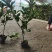 红叶石楠苗庭院绿化苗木园林绿化红叶石楠树苗庭院植物