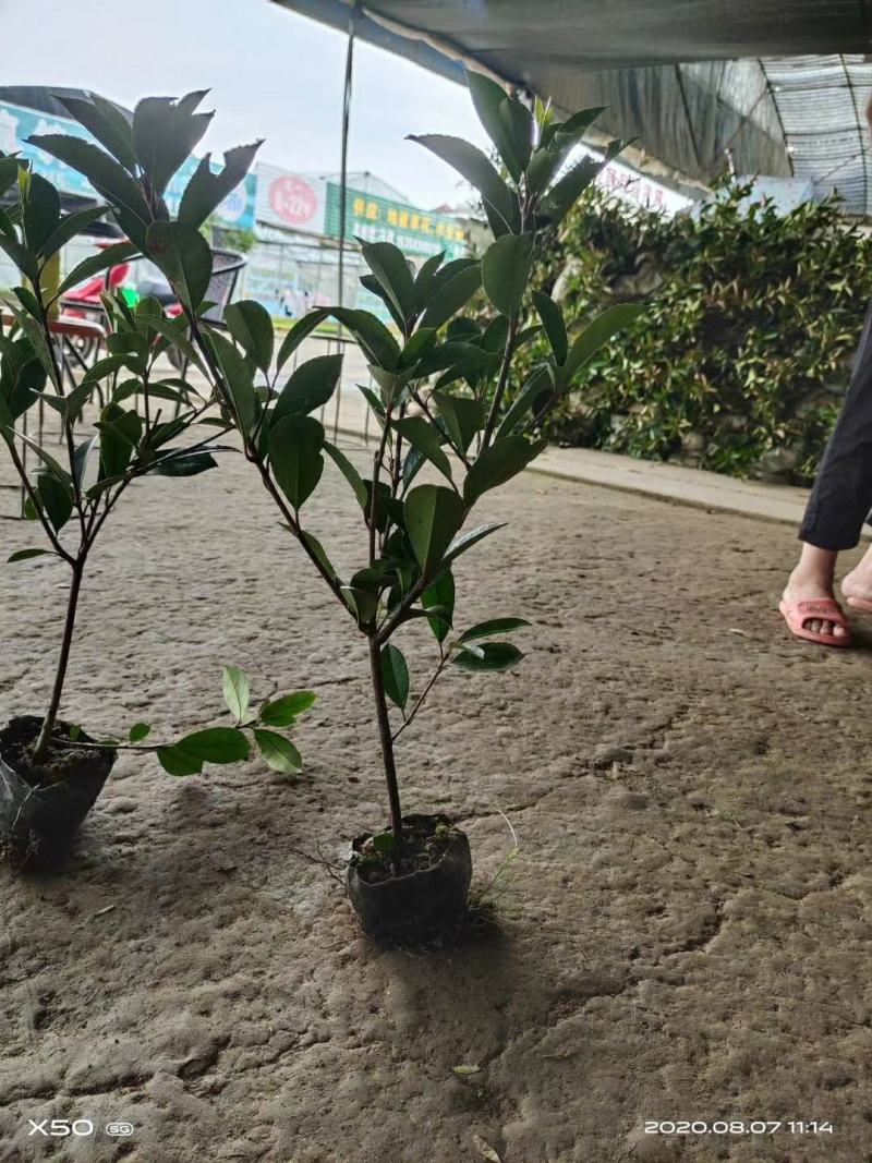 红叶石楠苗庭院绿化苗木园林绿化红叶石楠树苗庭院植物