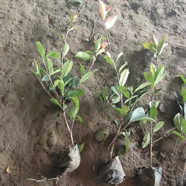 红叶石楠苗庭院绿化苗木园林绿化红叶石楠树苗庭院植物