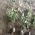 红叶石楠苗庭院绿化苗木园林绿化红叶石楠树苗庭院植物