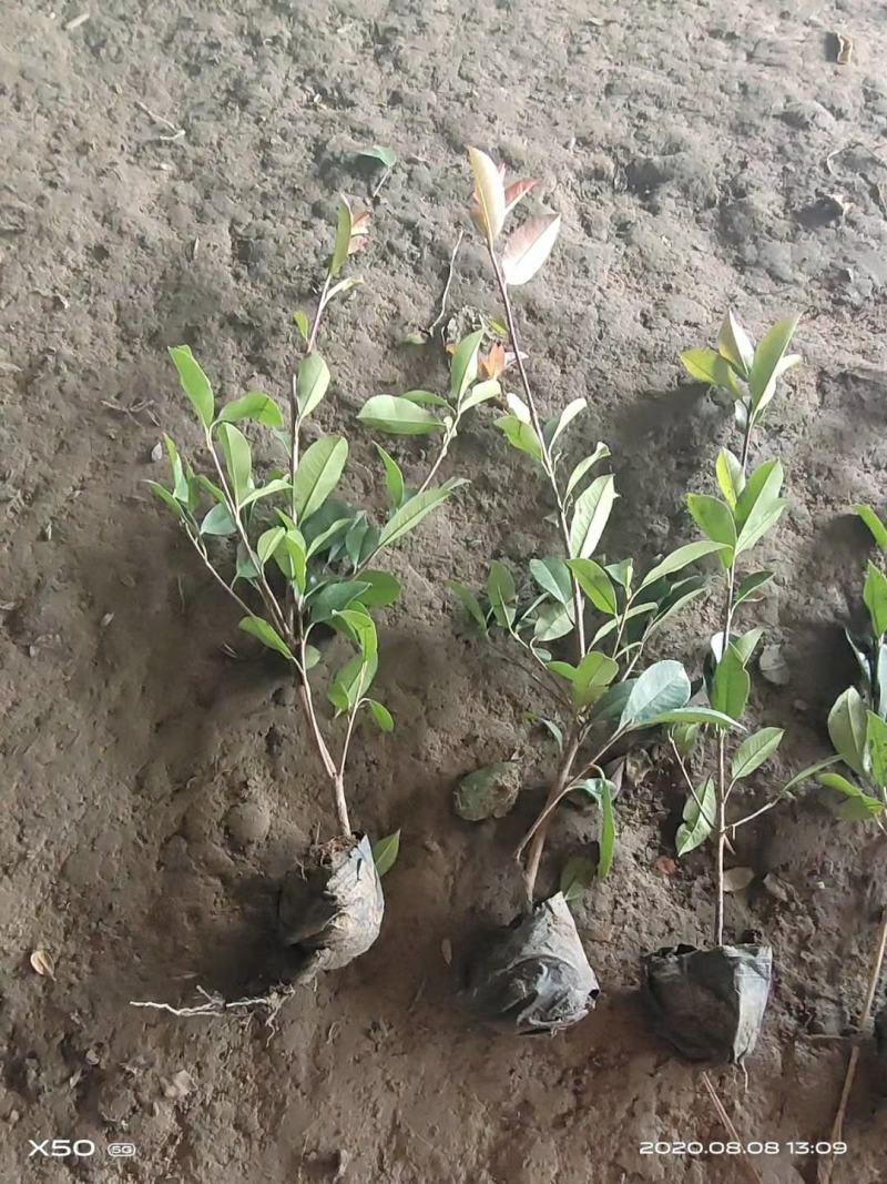 红叶石楠苗庭院绿化苗木园林绿化红叶石楠树苗庭院植物