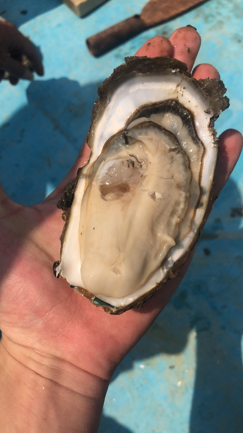 湛江生蚝，货源充足，长期合作
