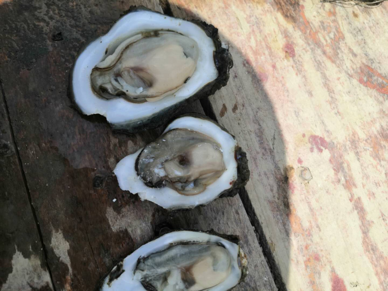湛江生蚝，货源充足，长期合作