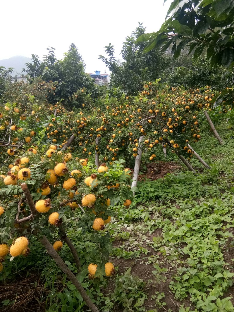 优质刺梨果面干净清爽