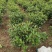 红叶石楠球树苗庭院户外工程隔离绿化带种植火焰红球
